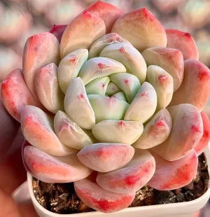 Echeveria Ice Doll Soil Song