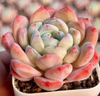 Echeveria Ice Doll succulent rosette, creamy green center with coral-pink outer leaves