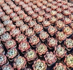 Echeveria Ice Doll succulent tray with many small rosettes, mint-green centers and pink tips