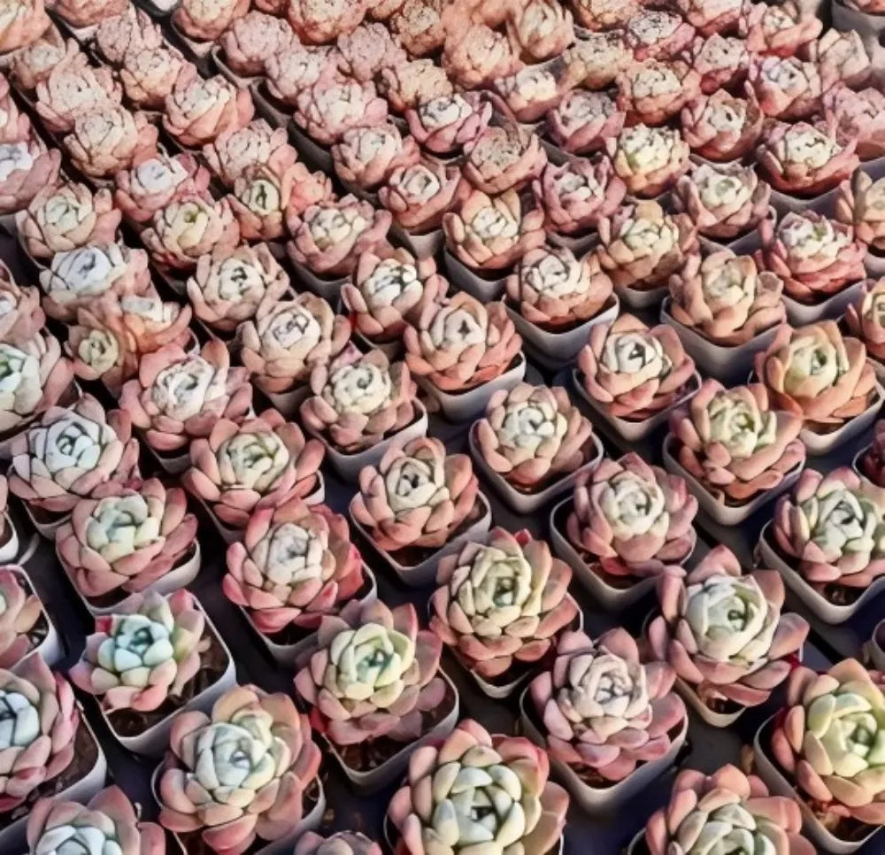Echeveria Ice Doll Soil Song