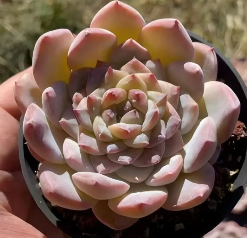 Echeveria Ice Ice succulent with pink tips in a dark round pot