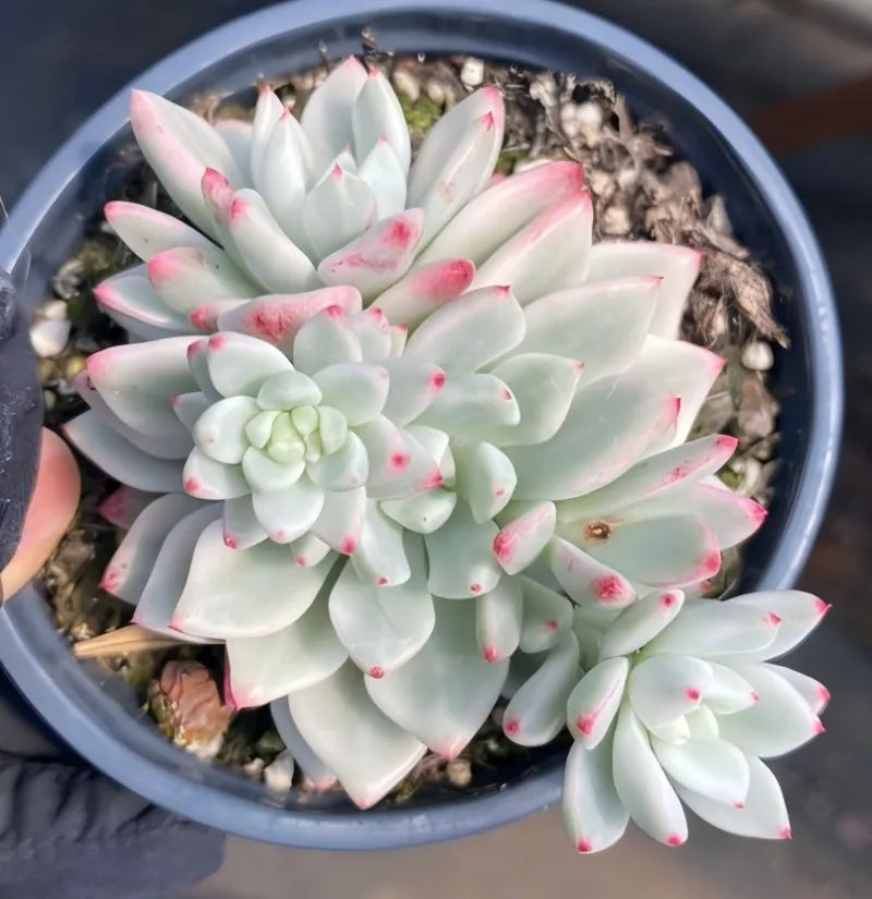 Potted variegated Echeveria succulent rosette with mint leaves, pink-red speckles, blue pot