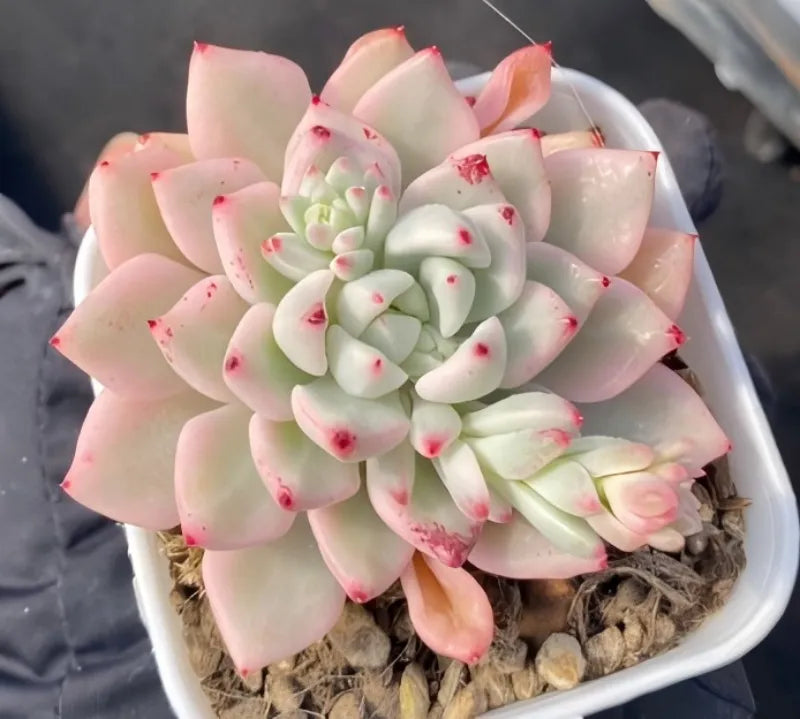 Variegated Echeveria succulent with pale pink tips in white pot
