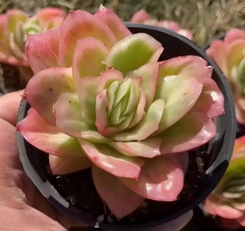 Close-up rosette succulent in black pot, green center with pink outer leaves