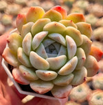 Echeveria Ice Spirit Soil Song