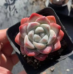 Echeveria Ice Green succulent in black pot, close rosette with pale green centers and red edges