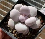 Echeveria succulent in dark 3-inch pot with pale lavender rosette leaves