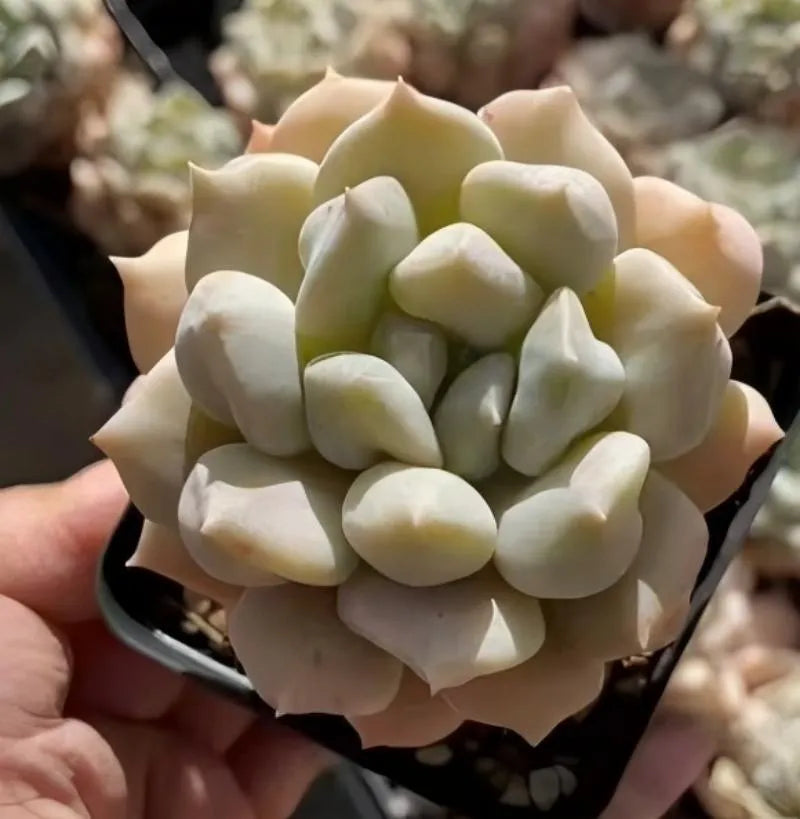 Cream rosette echeveria succulent in small black pot, front view close-up