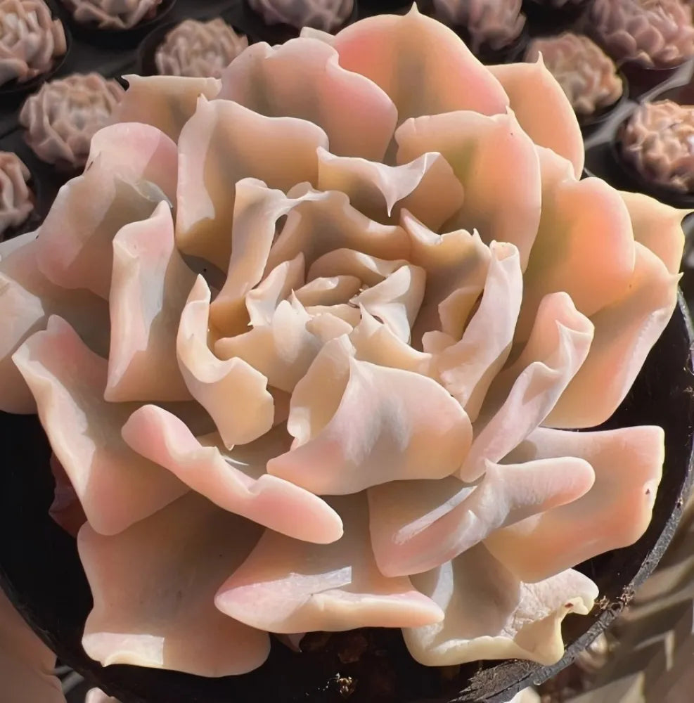 Echeveria succulent rosette with peach outer leaves and cream center