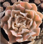 Echeveria succulent rosette with pale pink and cream thick spoon leaves