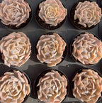 Echeveria succulent rosettes in black pots, pale cream and peach leaves