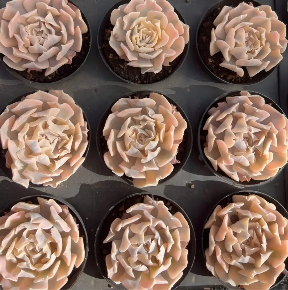 Echeveria Liberia Soil Song