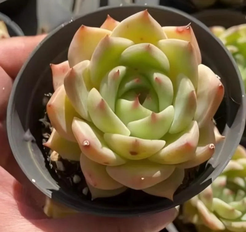 Echeveria Lime rosette succulent in gray 4-inch pot, handheld