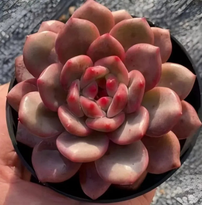 Echeveria Lingxue succulent rosette in black 2-inch pot, full view