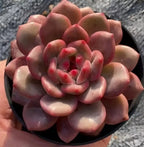 Echeveria Lingxue succulent rosette in black 2-inch pot, full view