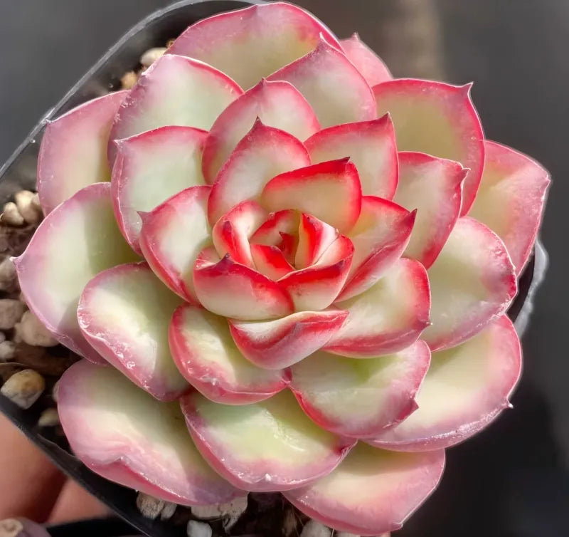 Echeveria Lingyin succulent in gray pot, lime-green rosette with red-pink edges