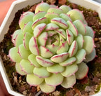Succulent Echeveria with pale green rosette leaves and pink-edged tips in white pot