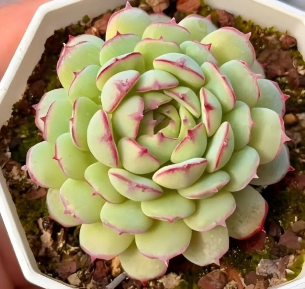 Echeveria Little Red Boat Soil Song