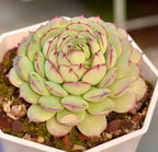 Succulent Echeveria rosette in white pot, pale green leaves with red-pink edges