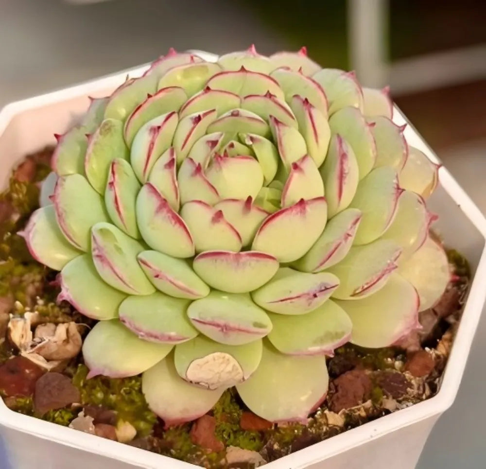 Echeveria Little Red Boat Soil Song