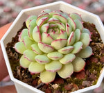 Echeveria Little Red Boat Soil Song