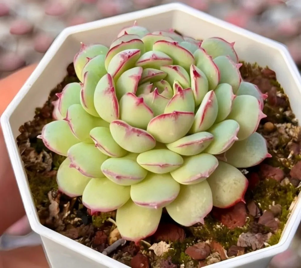 Echeveria Little Red Boat Soil Song