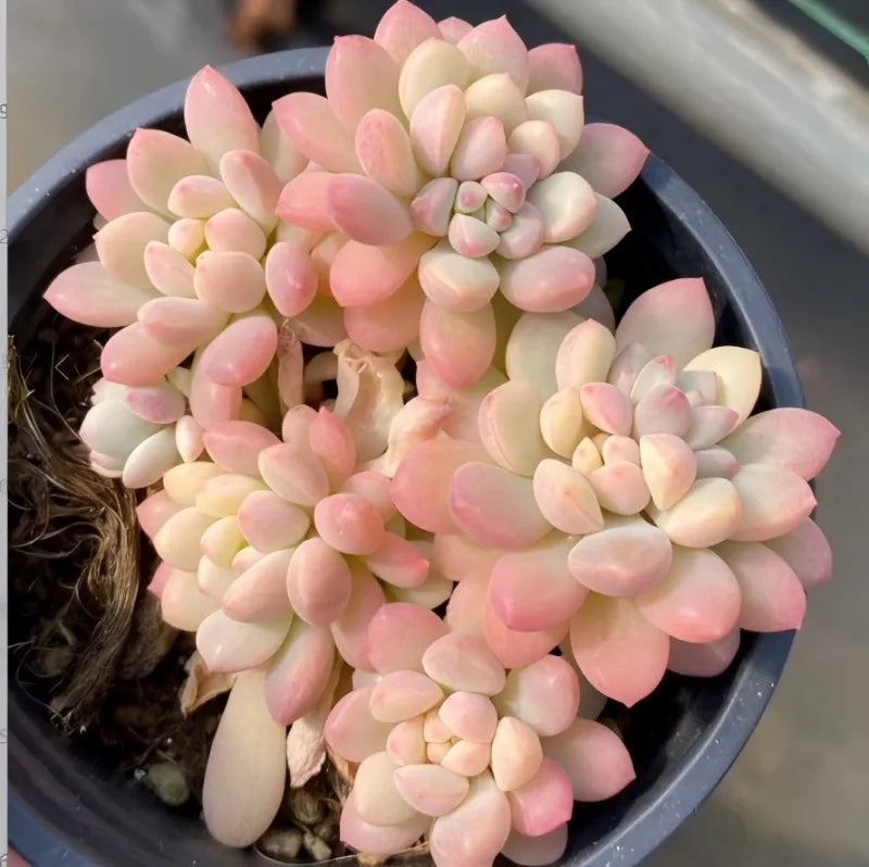 Pink and cream variegated echeveria succulent in dark pot, rosette of oval leaves