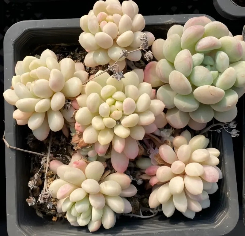 Variegated echeveria succulent with cream leaves and pink edges in black pot