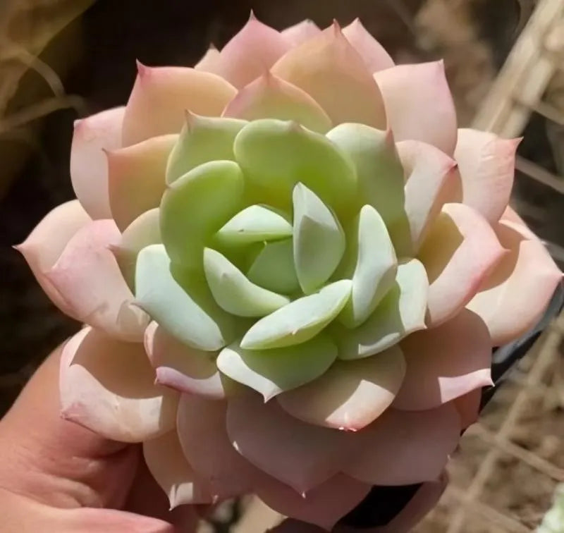 Echeveria Love Song succulent in 3-inch pot, close-up with pale pink and green rosette