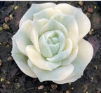 Variegated succulent rosette with pale cream outer leaves and light green inner layers