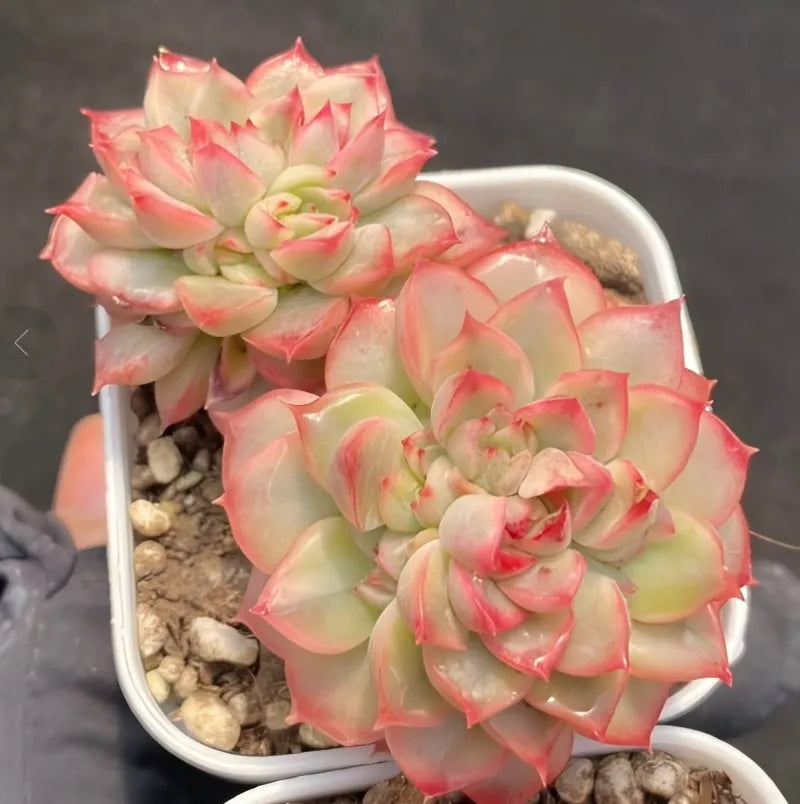 Variegated Echeveria succulent in white pot with pink-edged pale green rosettes