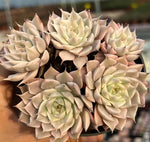 Echeveria Margaret Variegated Cluster Soil Song