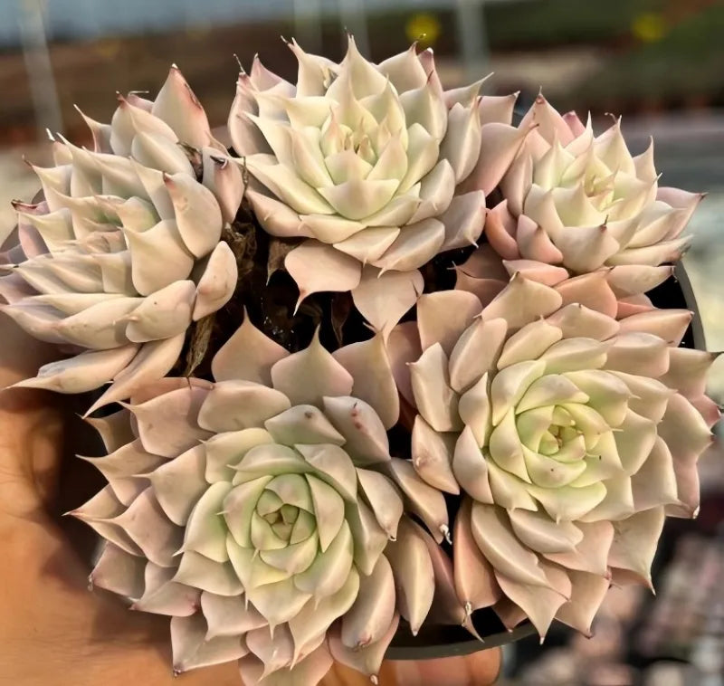 Variegated echeveria succulent cluster with cream rosettes and pink tips