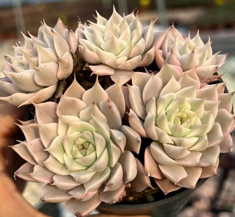 Variegated echeveria succulent cluster in a shallow pot, cream rosettes