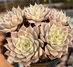 Variegated echeveria succulent cluster in a shallow pot, cream rosettes