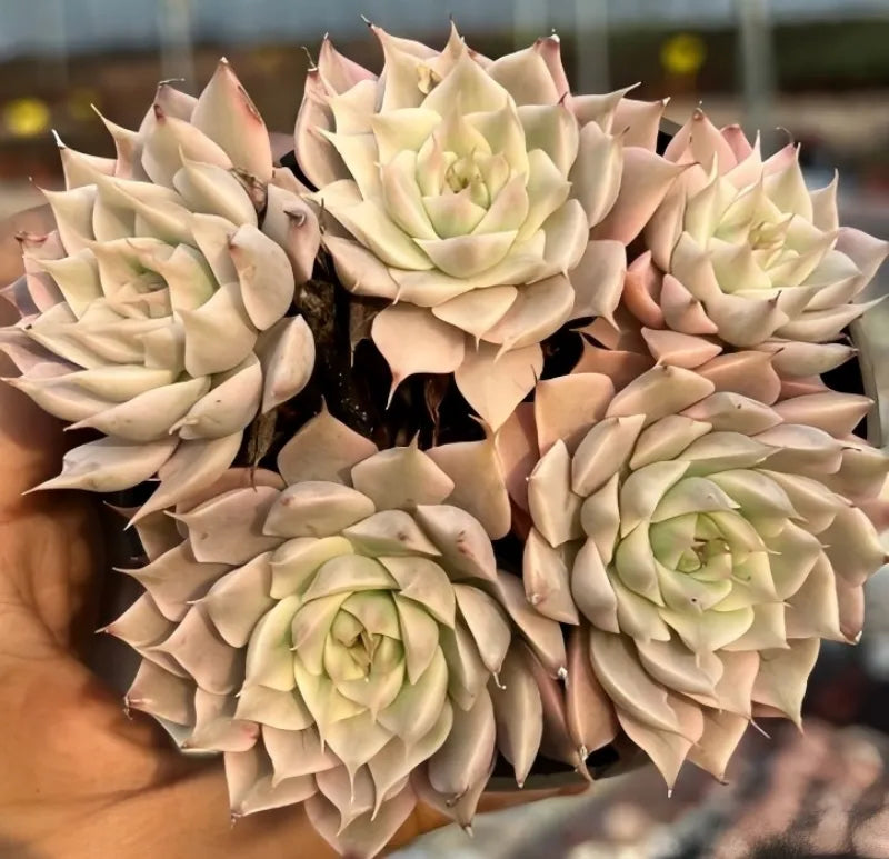 Variegated echeveria succulent cluster, cream rosettes with light pink edges