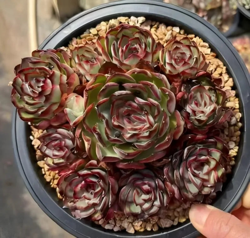 Echeveria succulent rosette in dark pot with multi-red leaves and beige grit