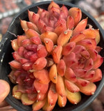 Echeveria Meteor Shower Cluster Soil Song