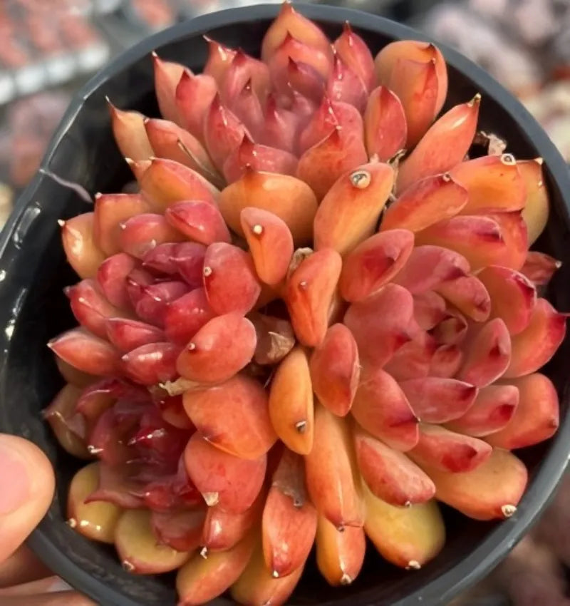 Succulent Echeveria cluster with orange-red rosette leaves in a tight group