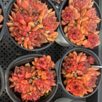 Four succulent clusters in round pots, orange and pink rosette leaves