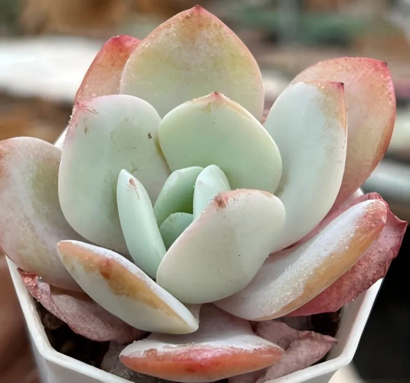 Echeveria Milk Tea Soil Song