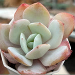 Echeveria Milk Tea Soil Song