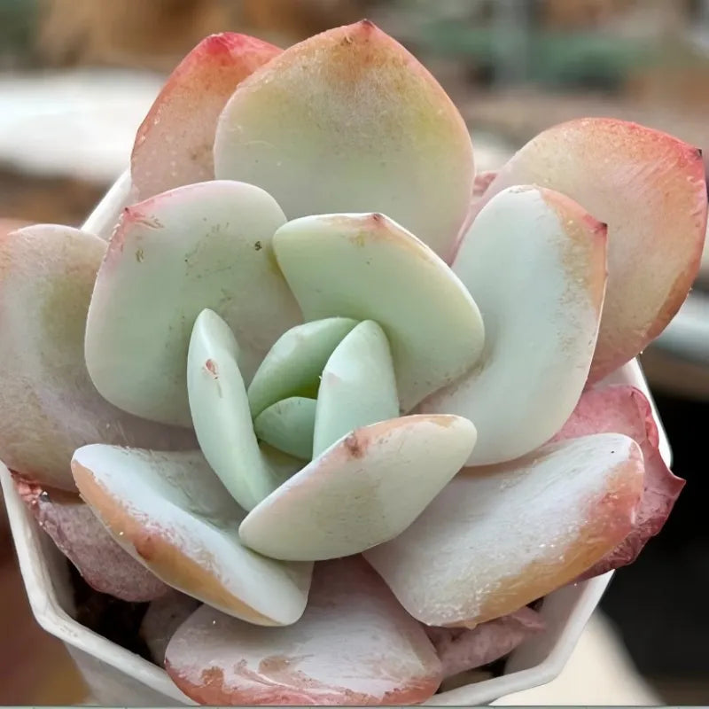 Echeveria Milk Tea Soil Song