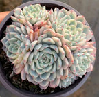 Variegated echeveria rosette in 4-inch pot with pale green leaves and pink tips; hand visible
