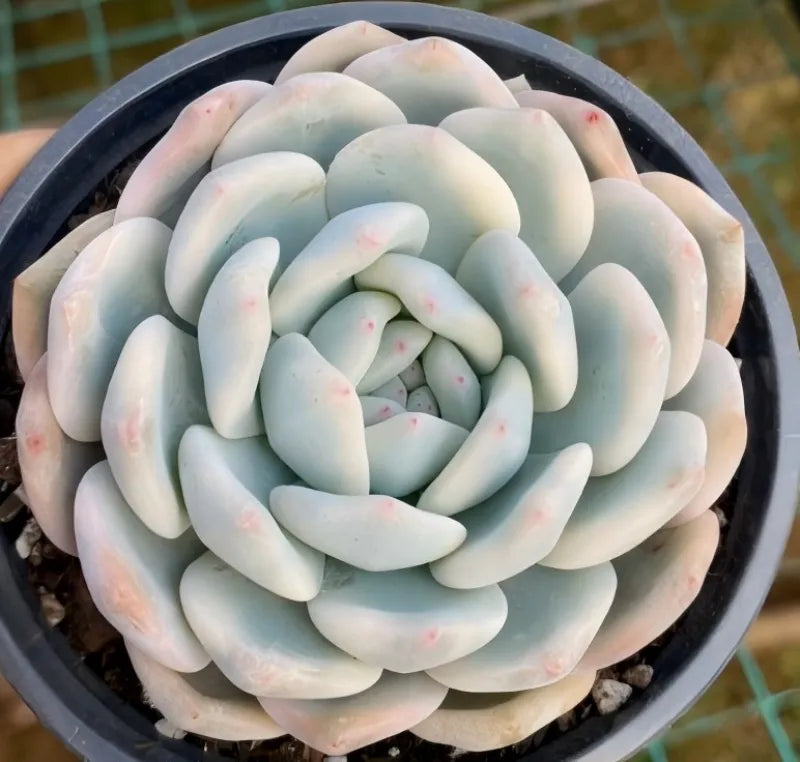 Variegated Echeveria rosette in 4-inch pot, pale blue leaves with pink speckles