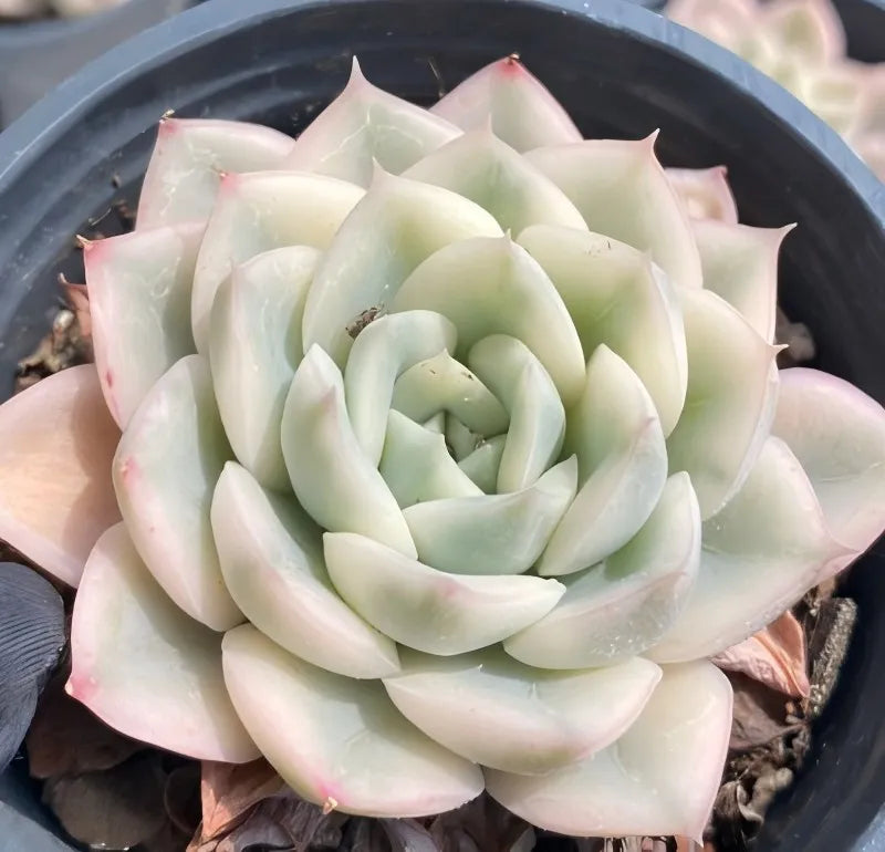 Variegated Echeveria succulent in 4-inch pot, pale green and cream layered rosette