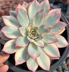 Variegated echeveria rosette with pale mint leaves and pink-edged tips