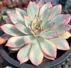 Variegated echeveria rosette in pot, mint leaves with pink-red leaf margins