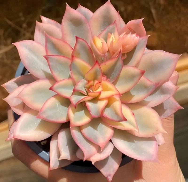 Variegated echeveria rosette in black 4-inch pot, pink-edged cream leaves