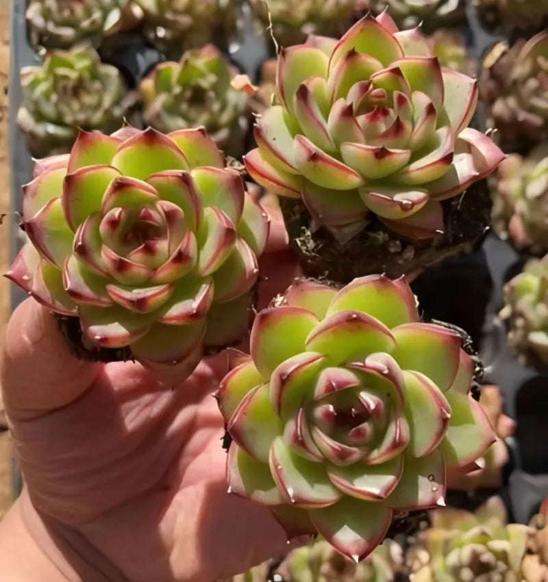 Echeveria Moonstone succulent in 2-inch pot, tight green rosette with pink edges